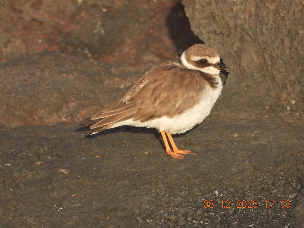 Common Ringed Plover - ML646609391