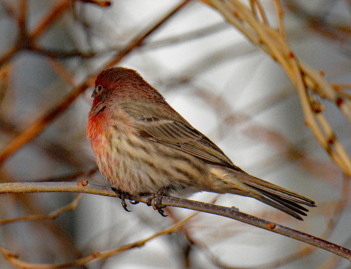 House Finch - ML646609395