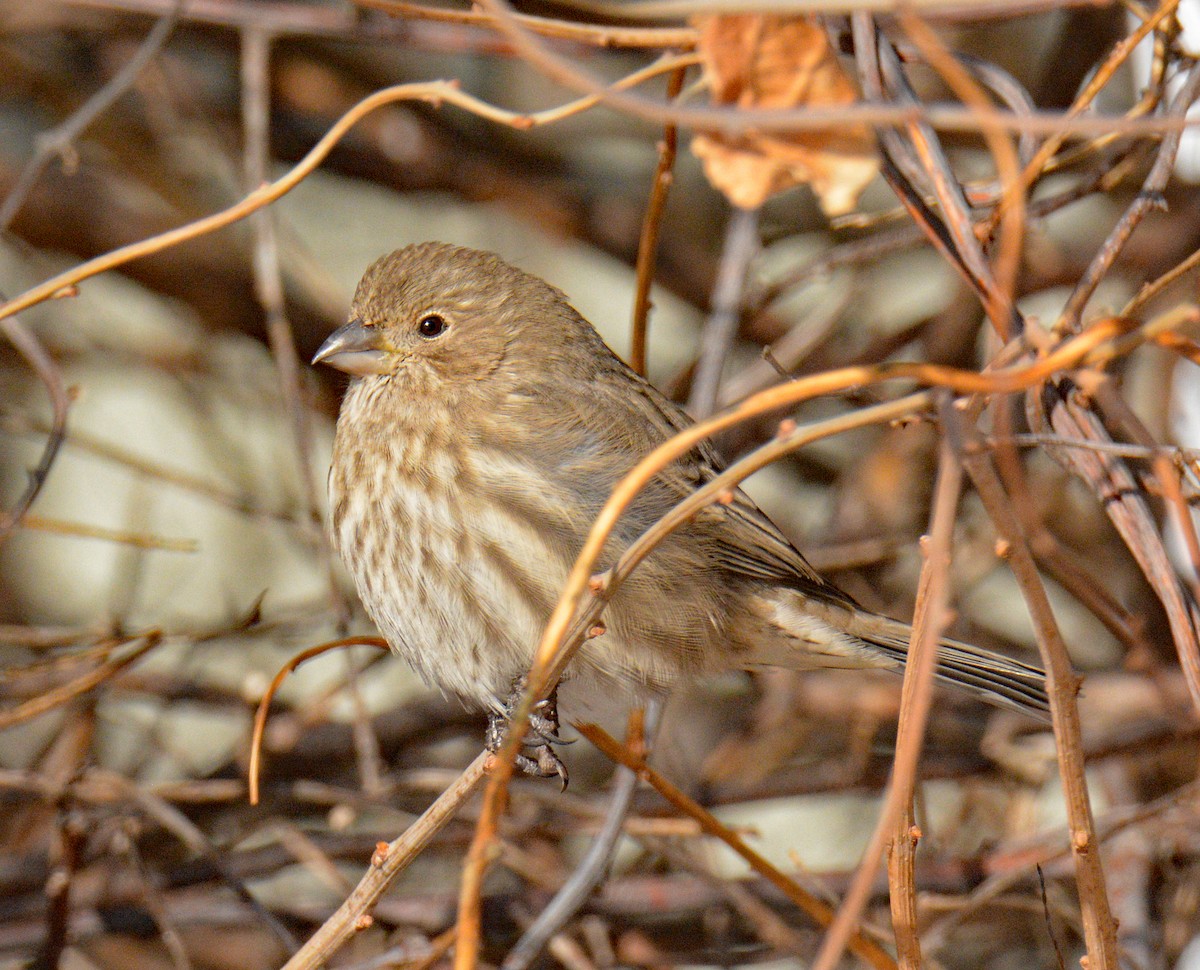 House Finch - ML646609396