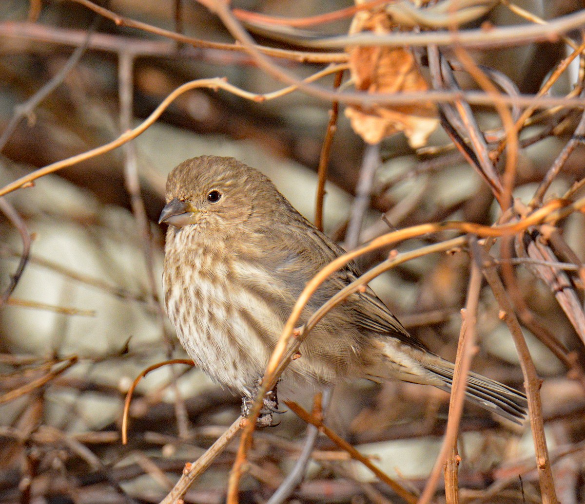 House Finch - ML646609397