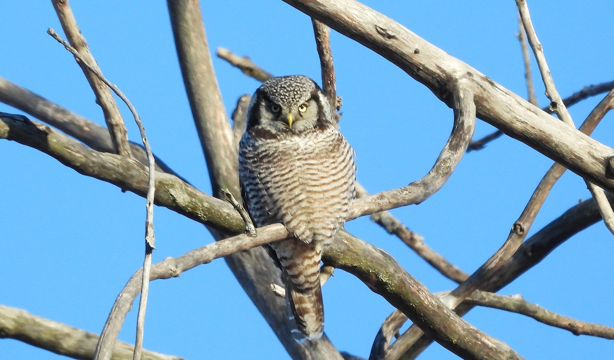 Northern Hawk Owl - ML646609401