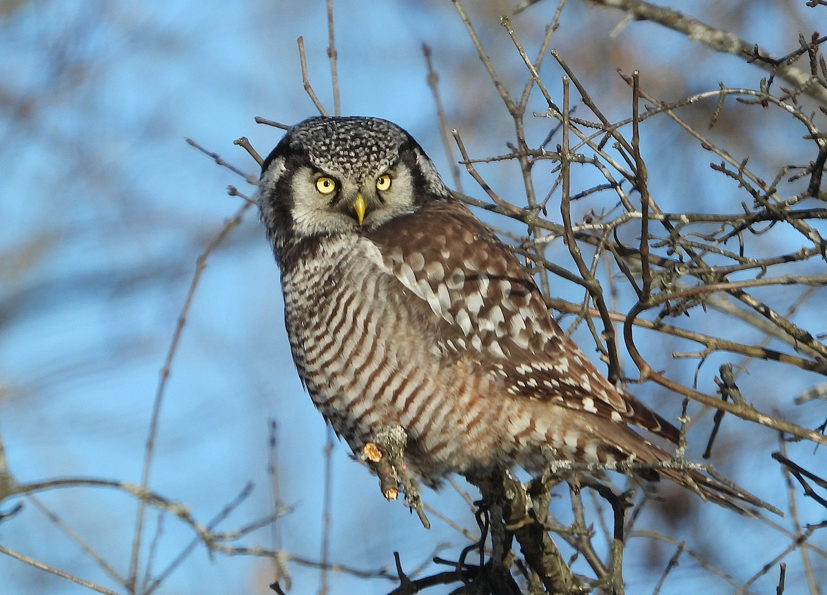 Northern Hawk Owl - ML646609402