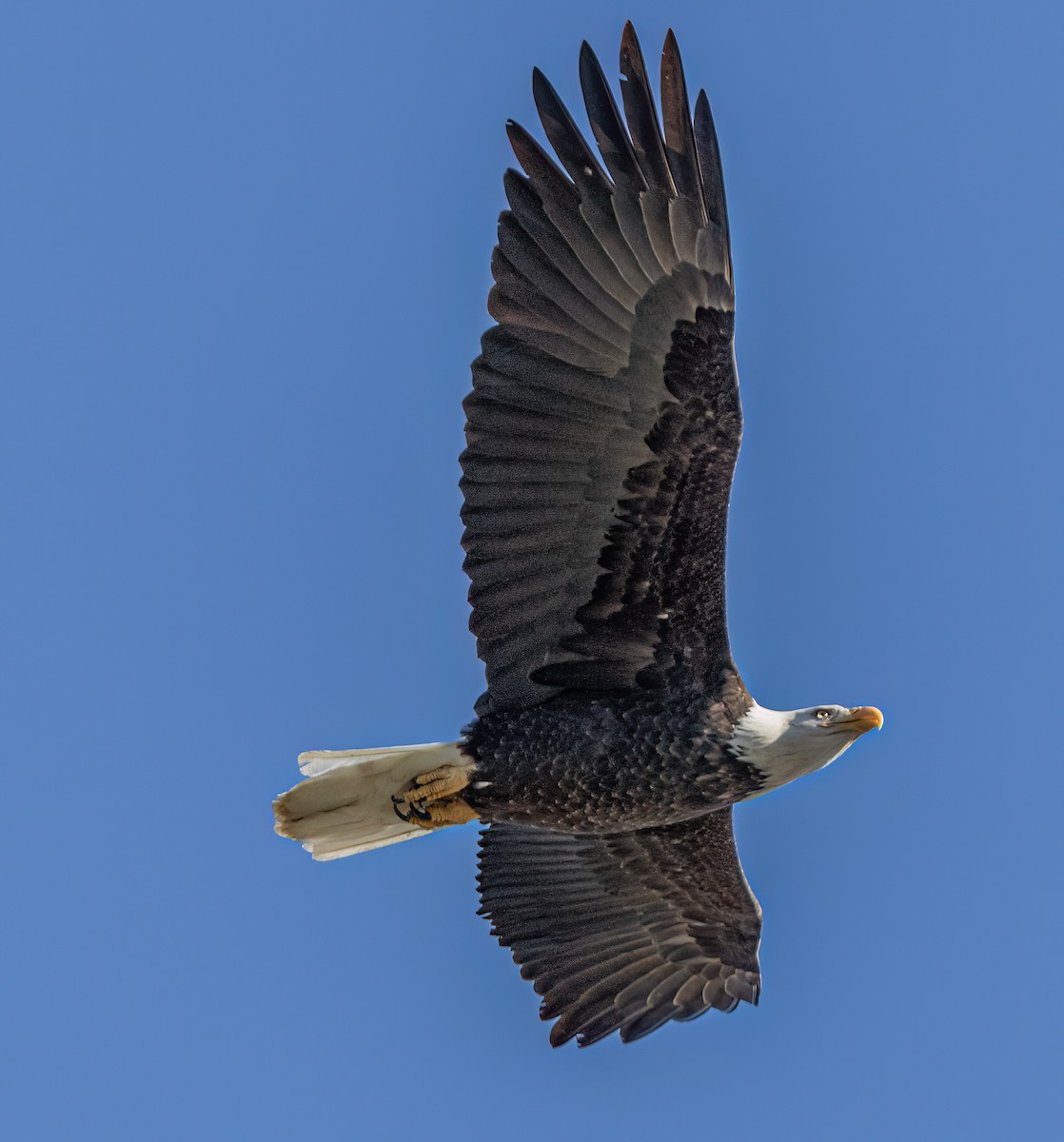 Pigargo Americano - ML646609406