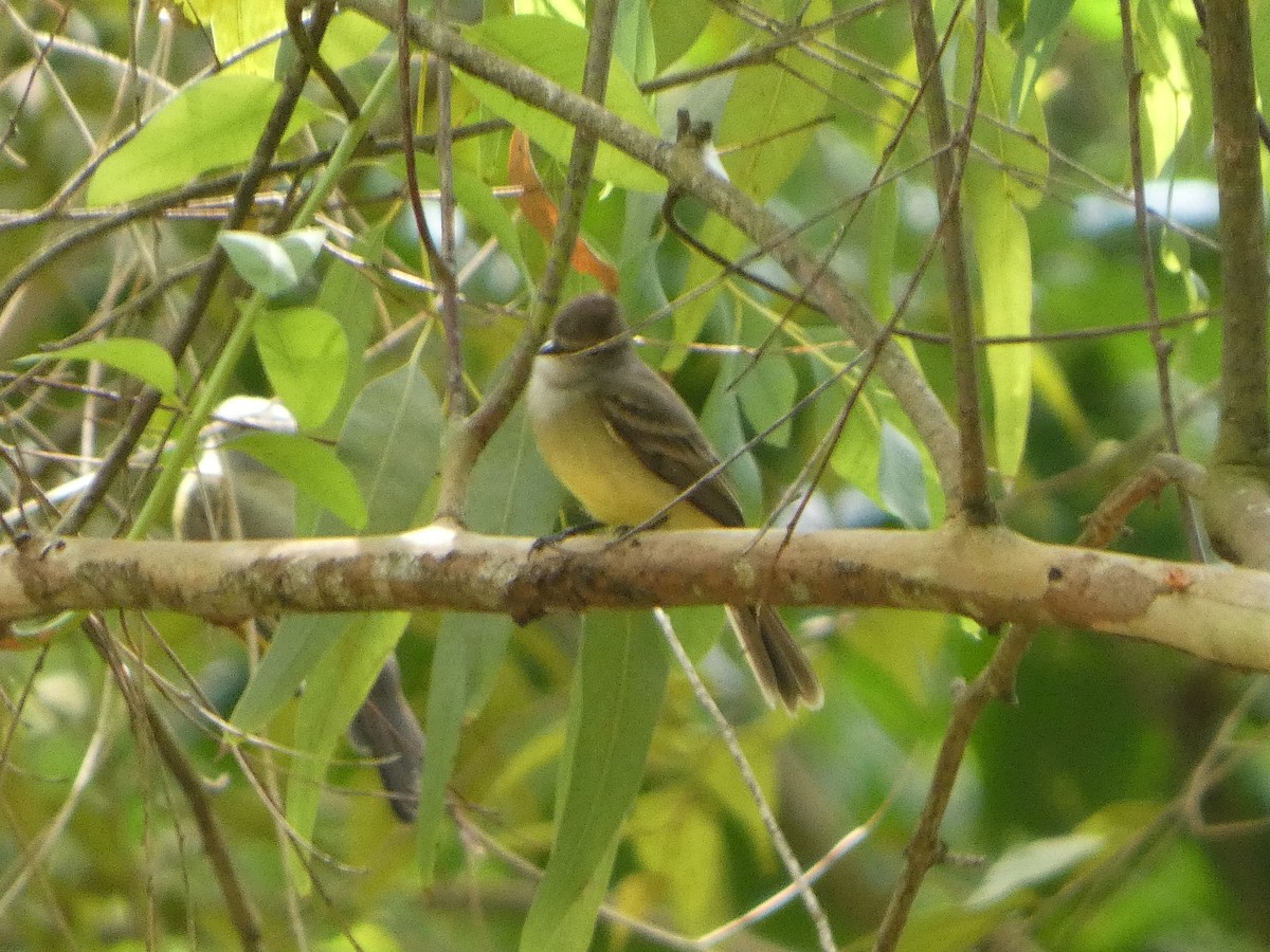 Northern Scrub-Flycatcher - ML646609408