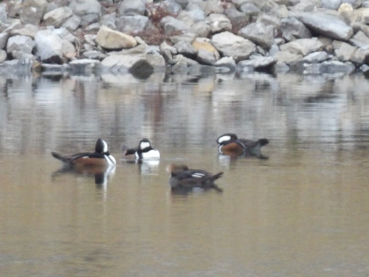 Hooded Merganser - ML646609415