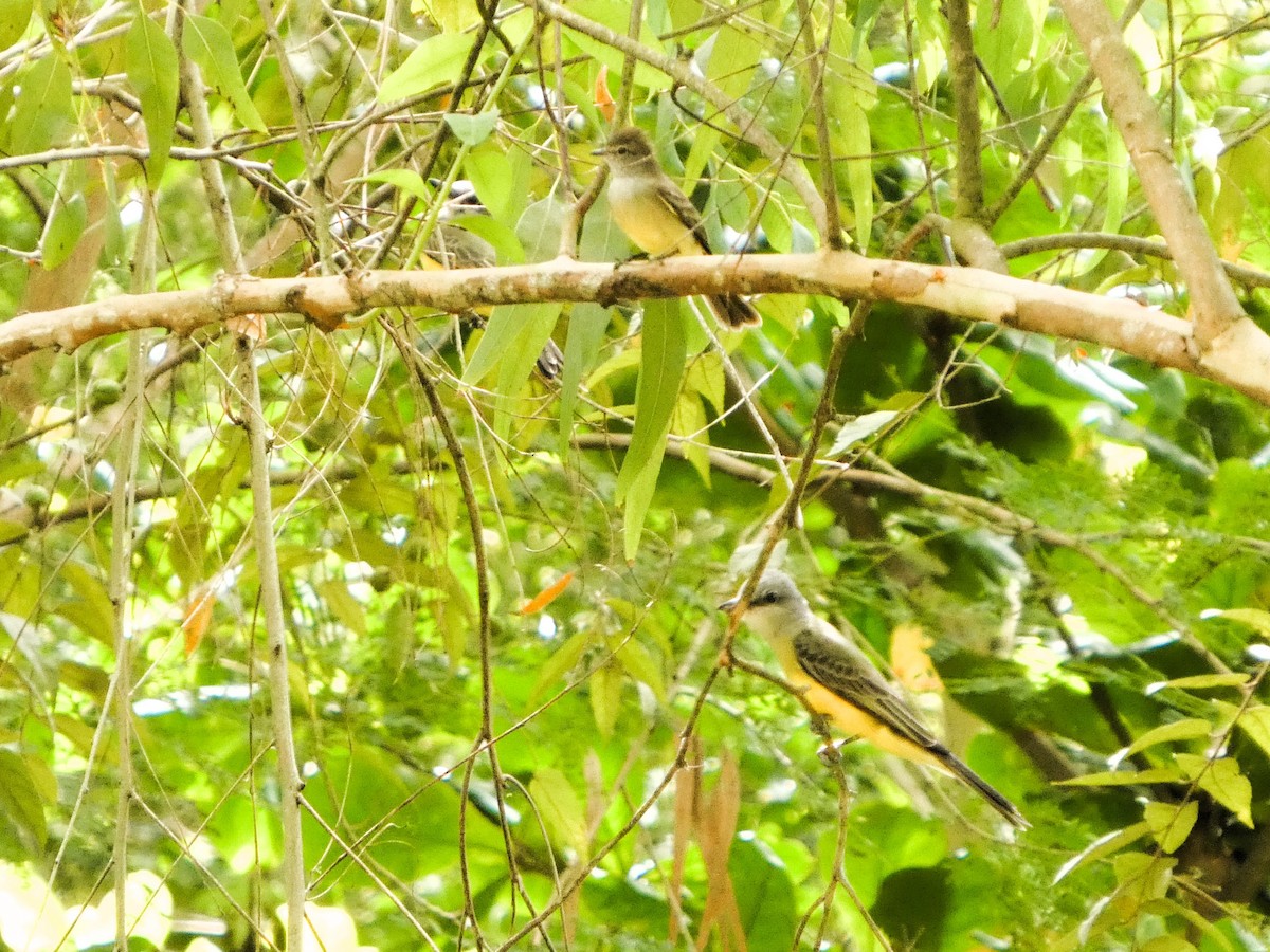 Tropical Kingbird - ML646609418