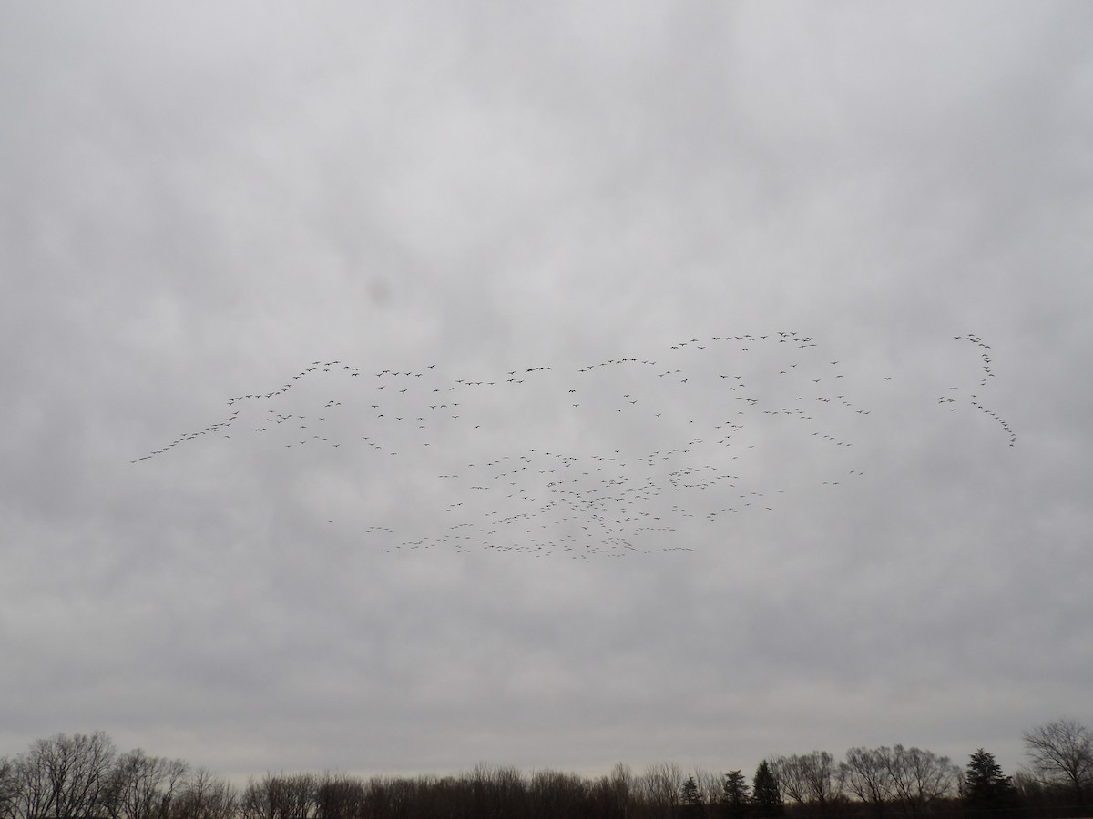 Канад галуу - ML646609423