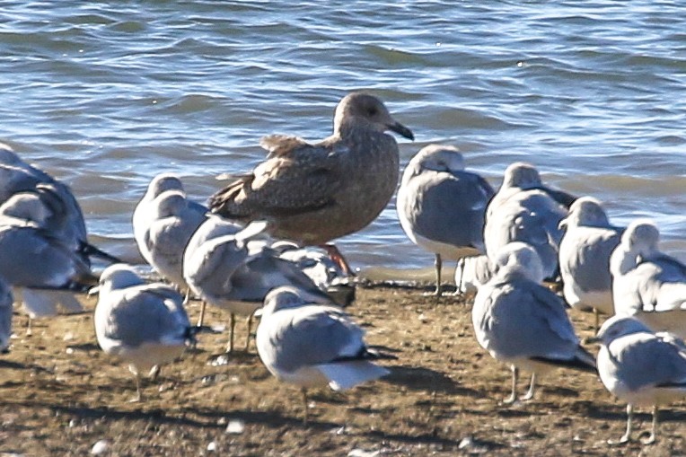 American Herring Gull - ML646609424