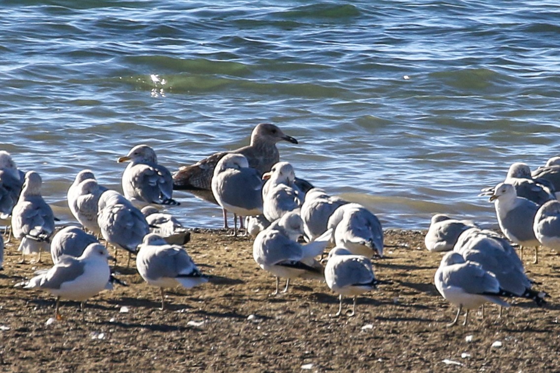 American Herring Gull - ML646609425