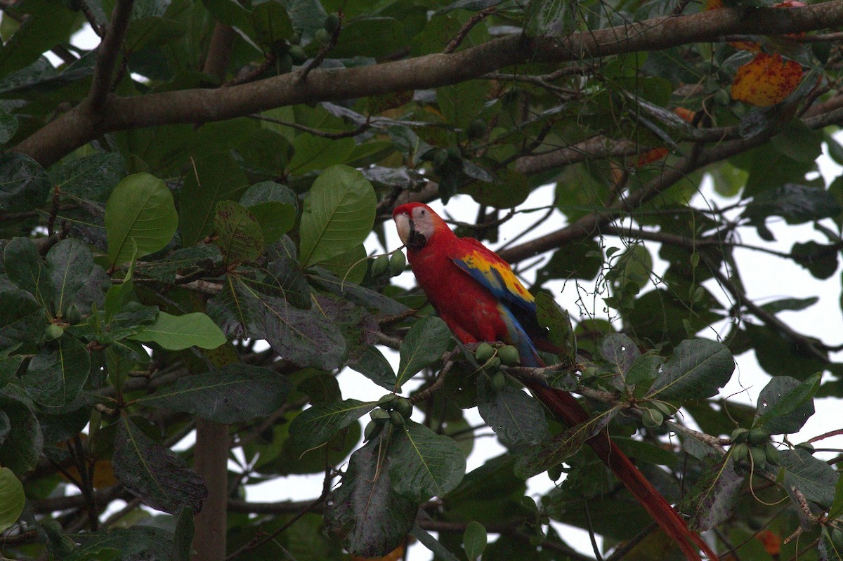 緋紅金剛鸚鵡 - ML646609432