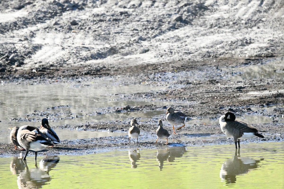 Greater White-fronted Goose - ML646609433