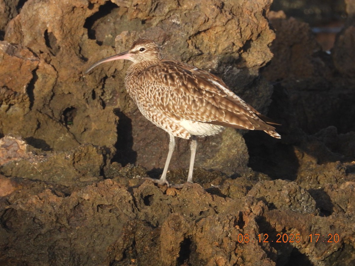 Eurasian Whimbrel - ML646609440