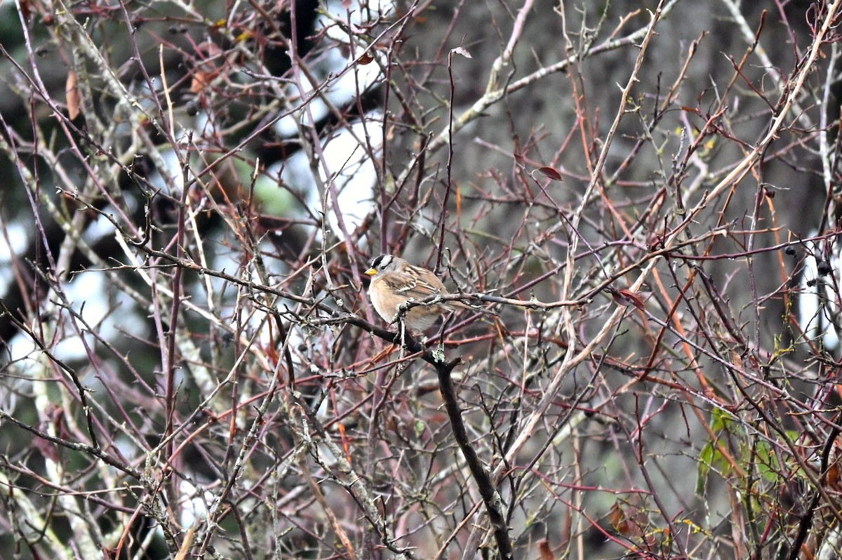 White-crowned Sparrow - ML646609447