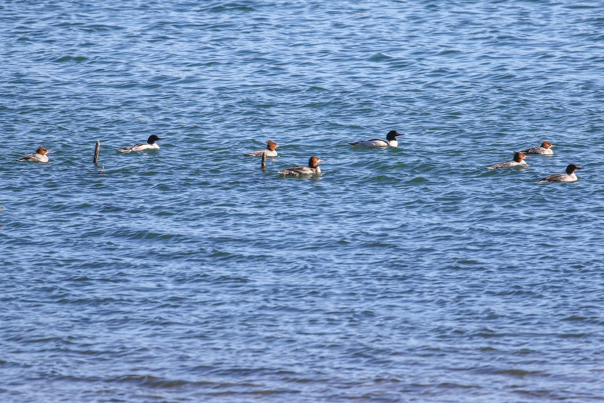 Smergo maggiore - ML646609455