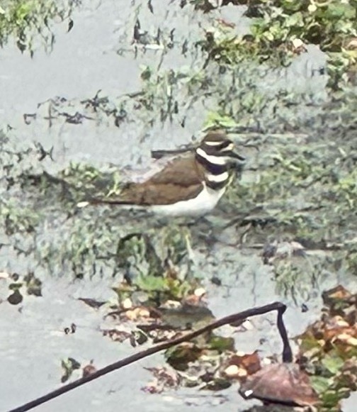 Killdeer - ML646609456