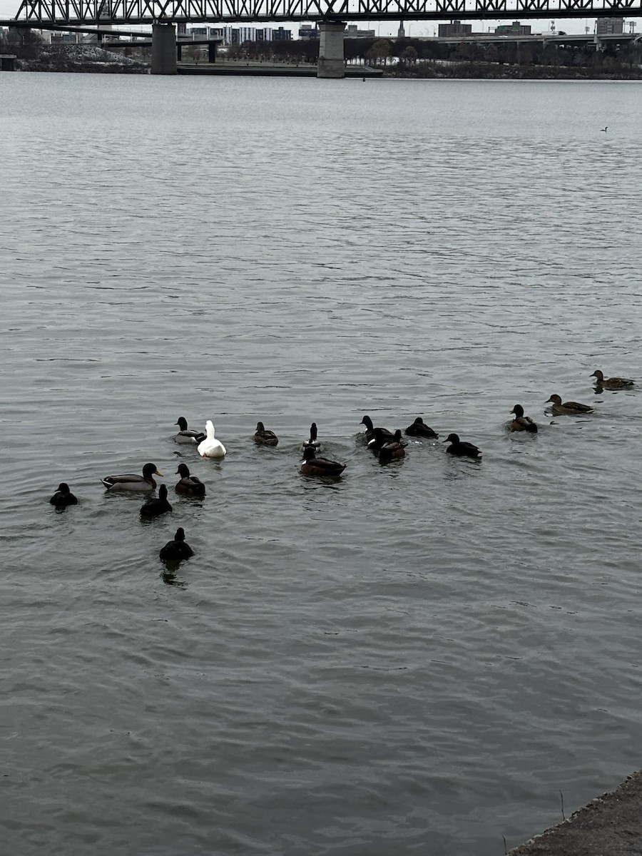 Mallard (Domestic type) - ML646609468