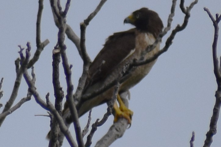 káně krahujová - ML646609470