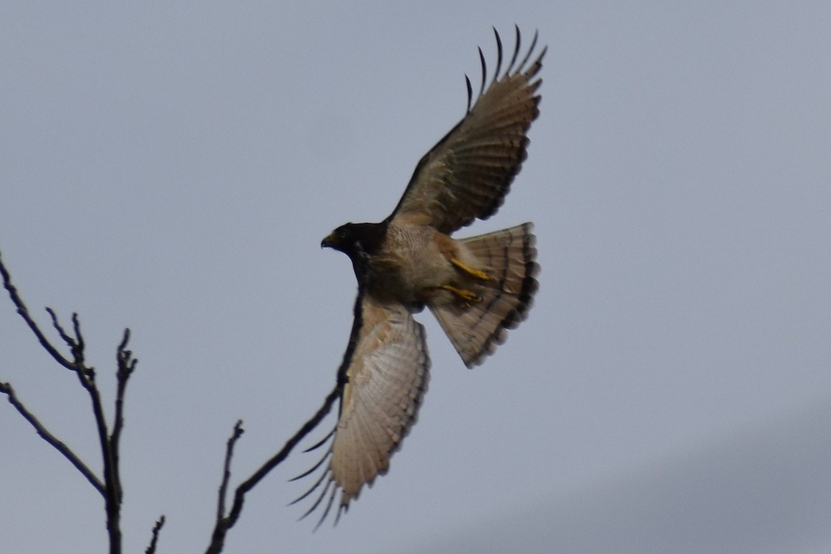 káně krahujová - ML646609471