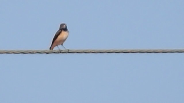 סלעית קפריסאית - ML646609485