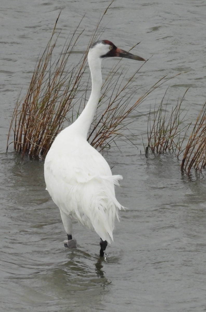 Grulla Trompetera - ML646609486