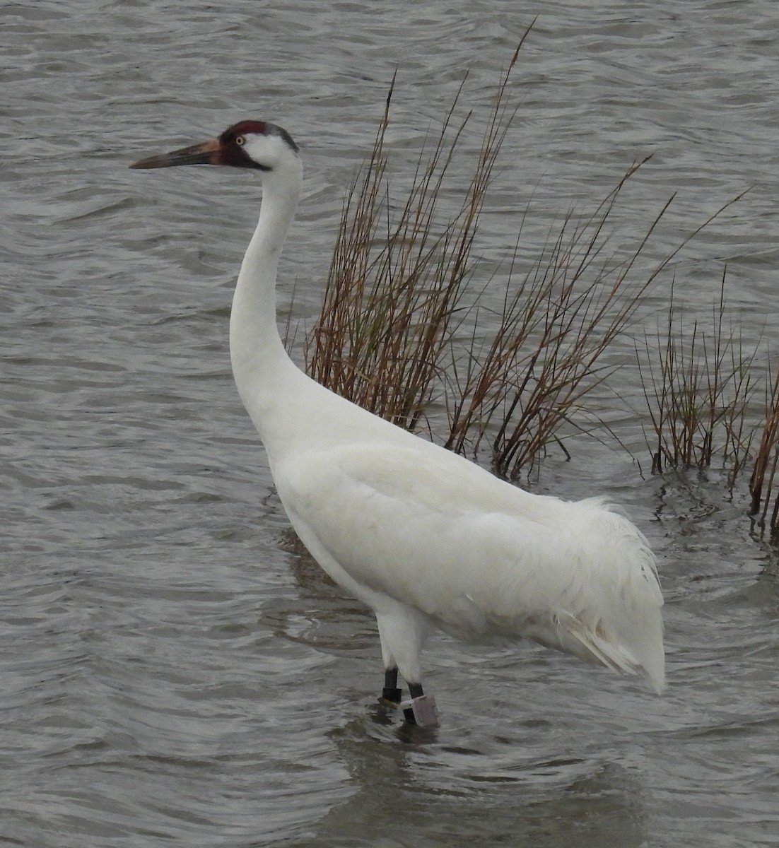 Grulla Trompetera - ML646609487