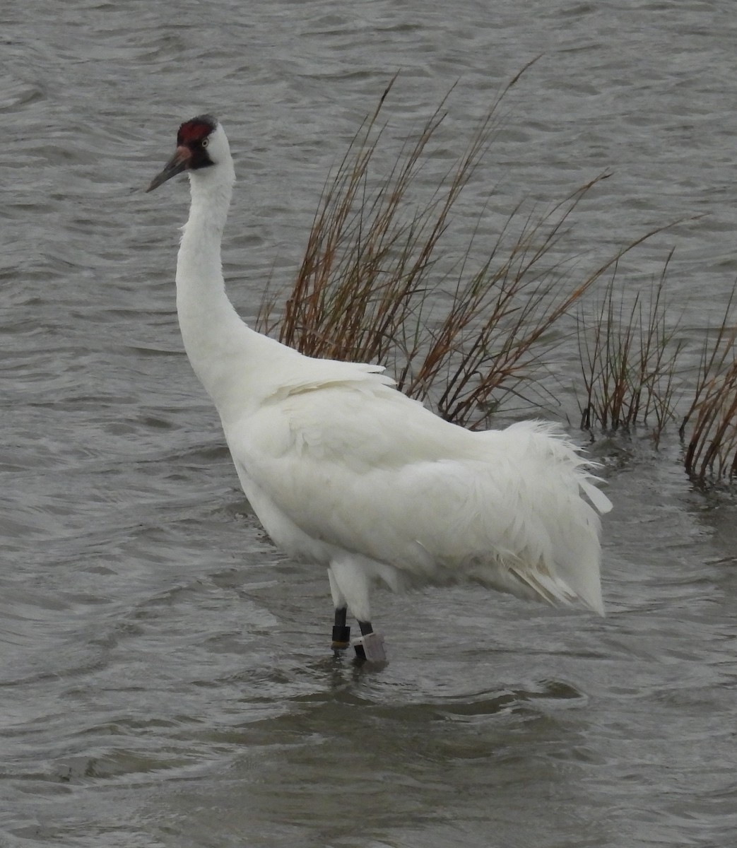 Grulla Trompetera - ML646609488