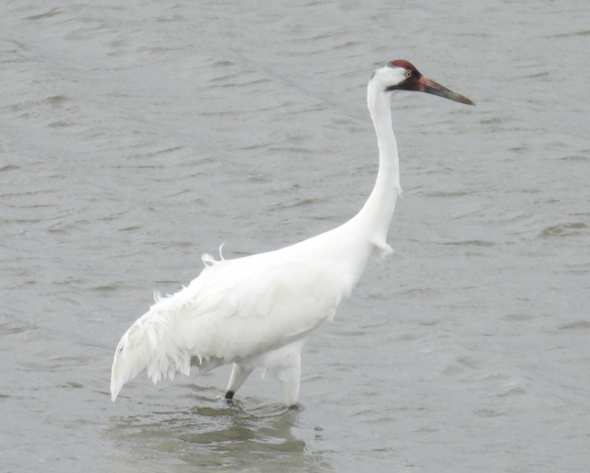 Whooping Crane - ML646609489