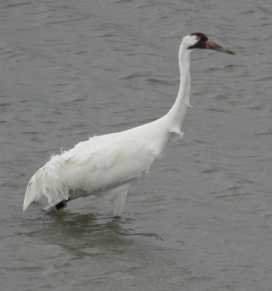 Whooping Crane - ML646609490