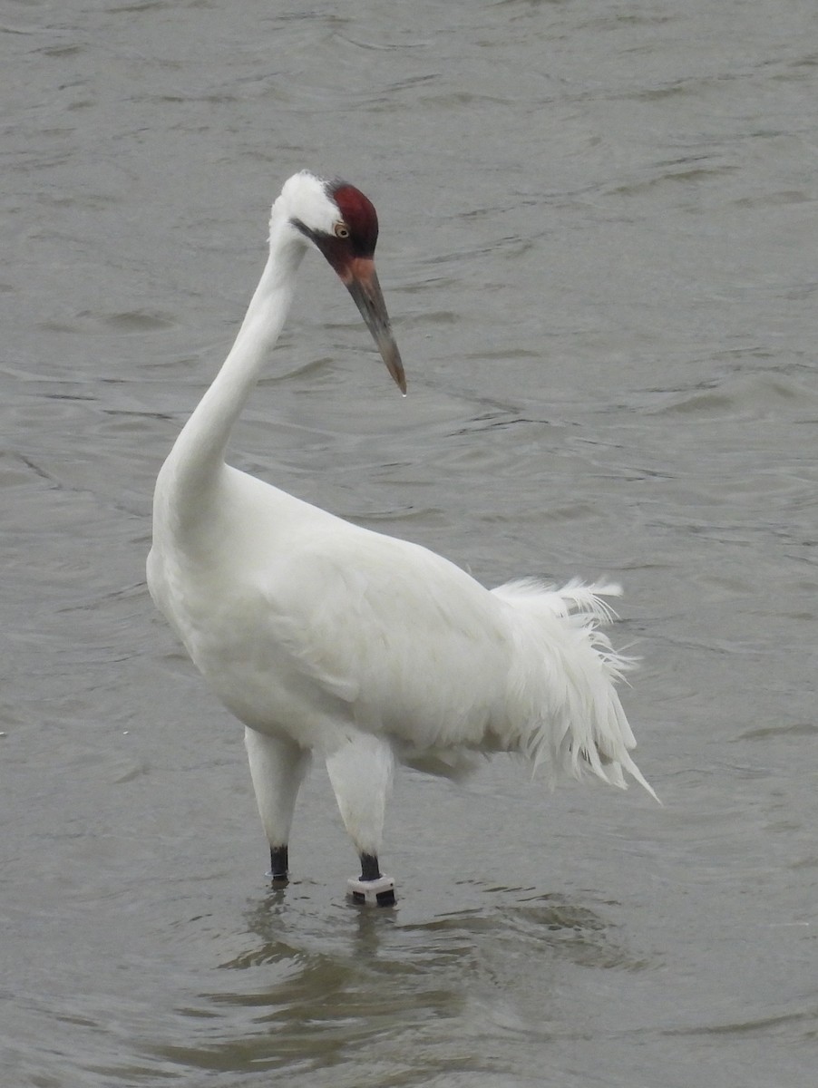 Whooping Crane - ML646609491