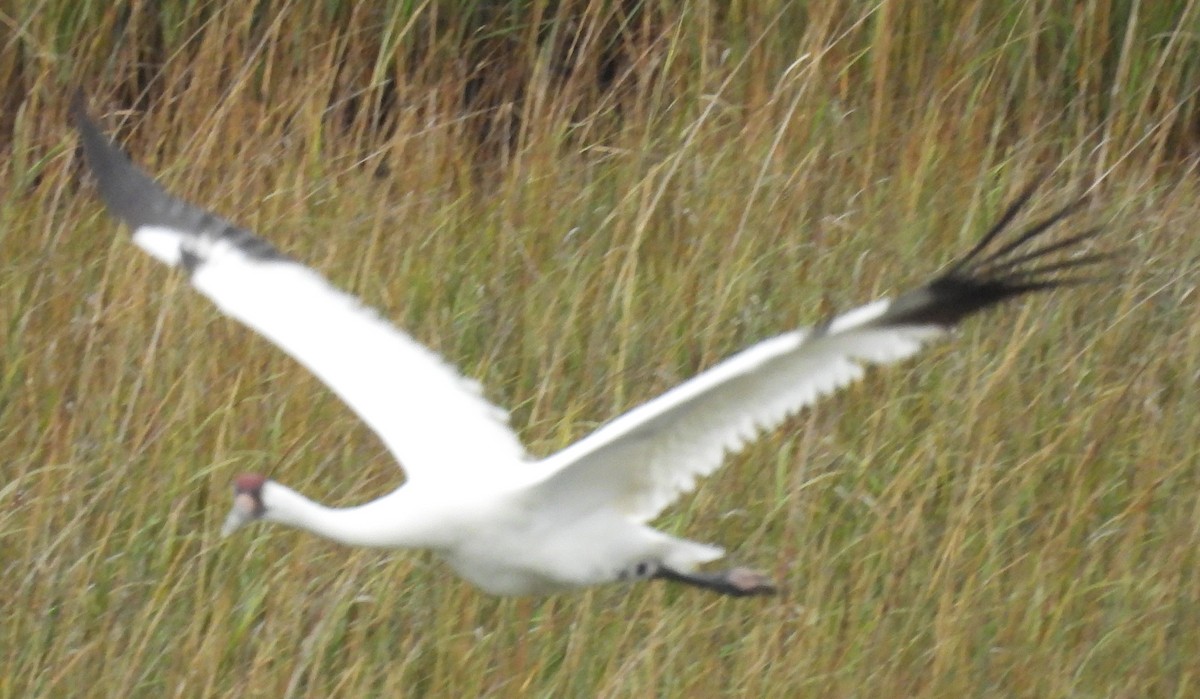 Whooping Crane - ML646609492