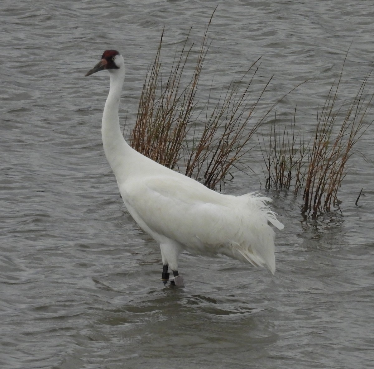 Grulla Trompetera - ML646609493