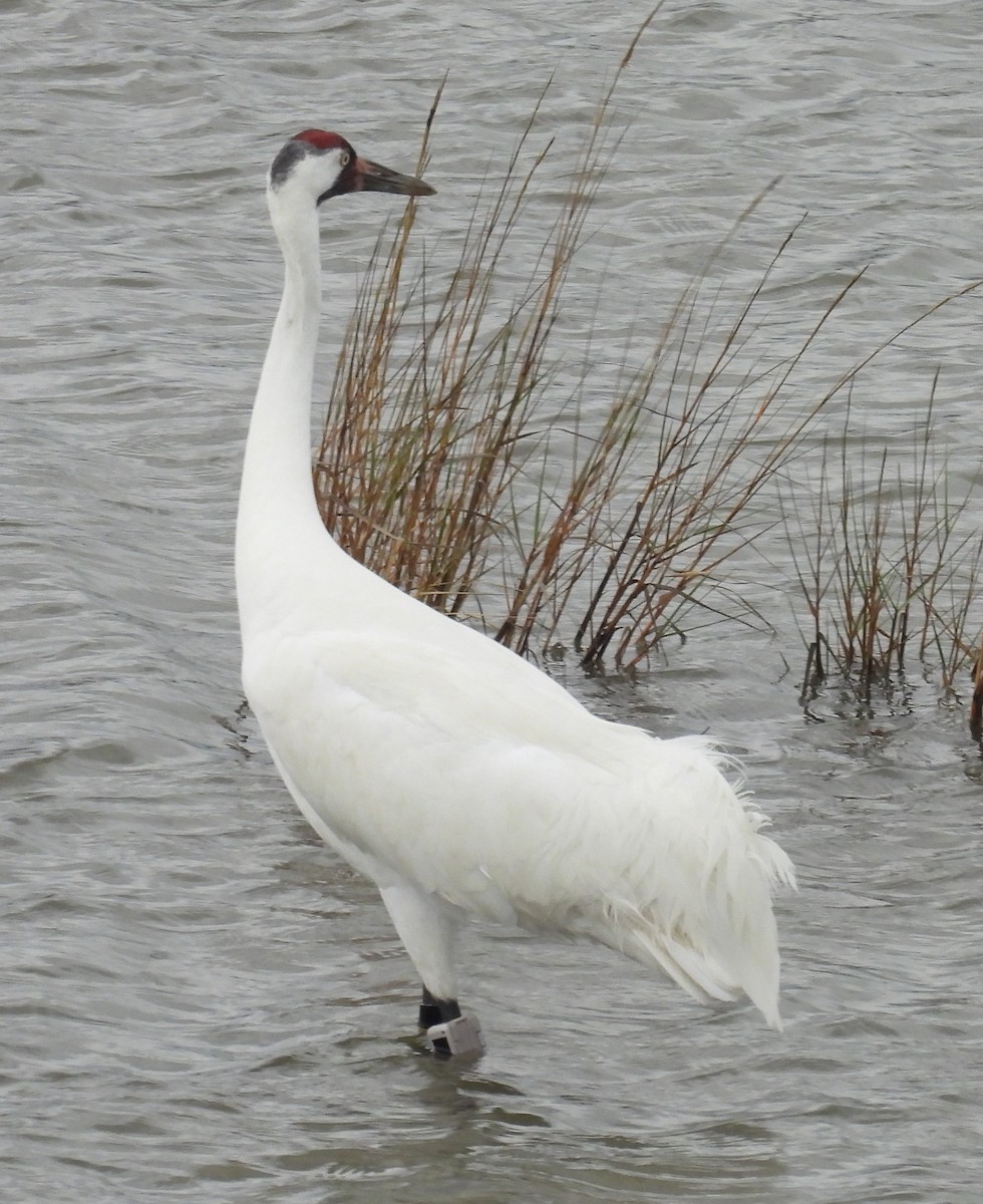 Whooping Crane - ML646609494