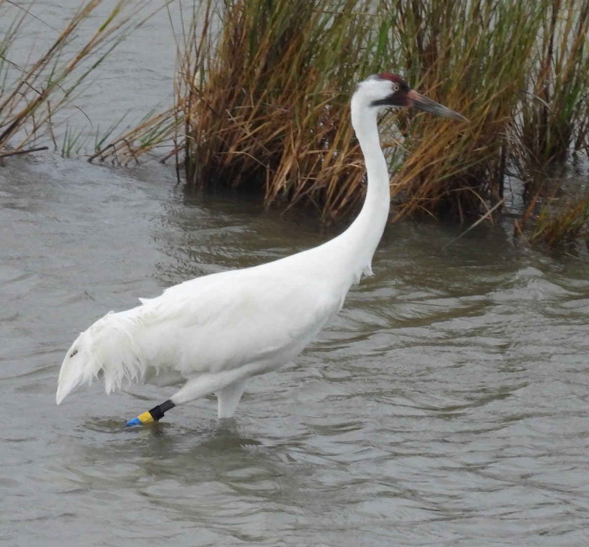 Grulla Trompetera - ML646609495