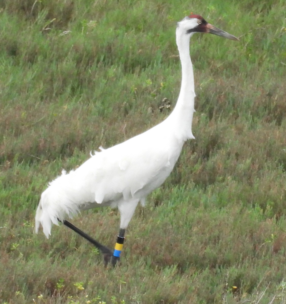 Grulla Trompetera - ML646609496