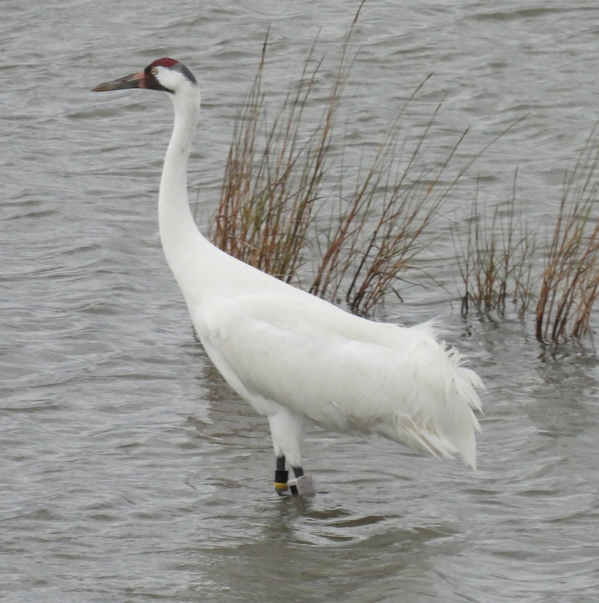 Grulla Trompetera - ML646609497