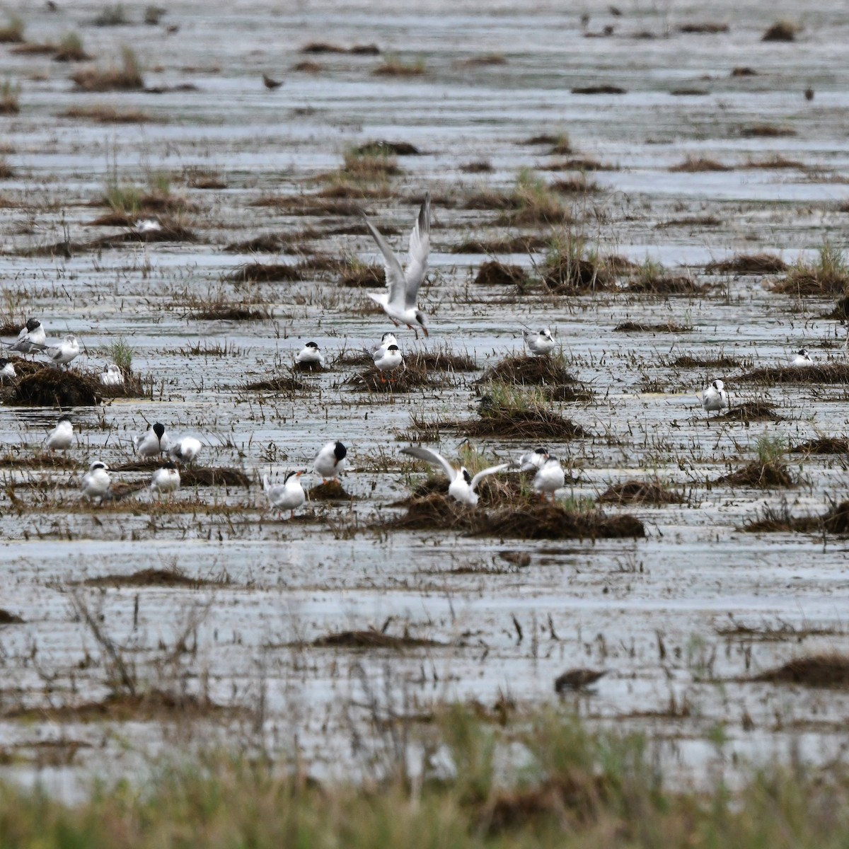 Forster's Tern - ML646609500