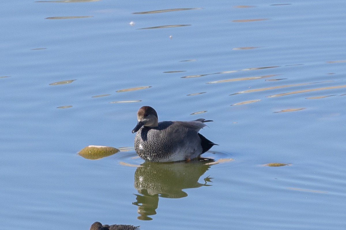 Gadwall - ML646609509