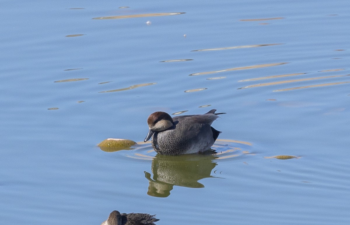 Gadwall - ML646609510