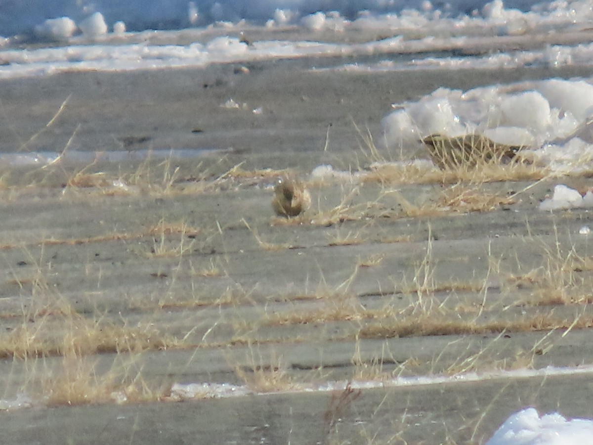 Chestnut-collared Longspur - ML646609528