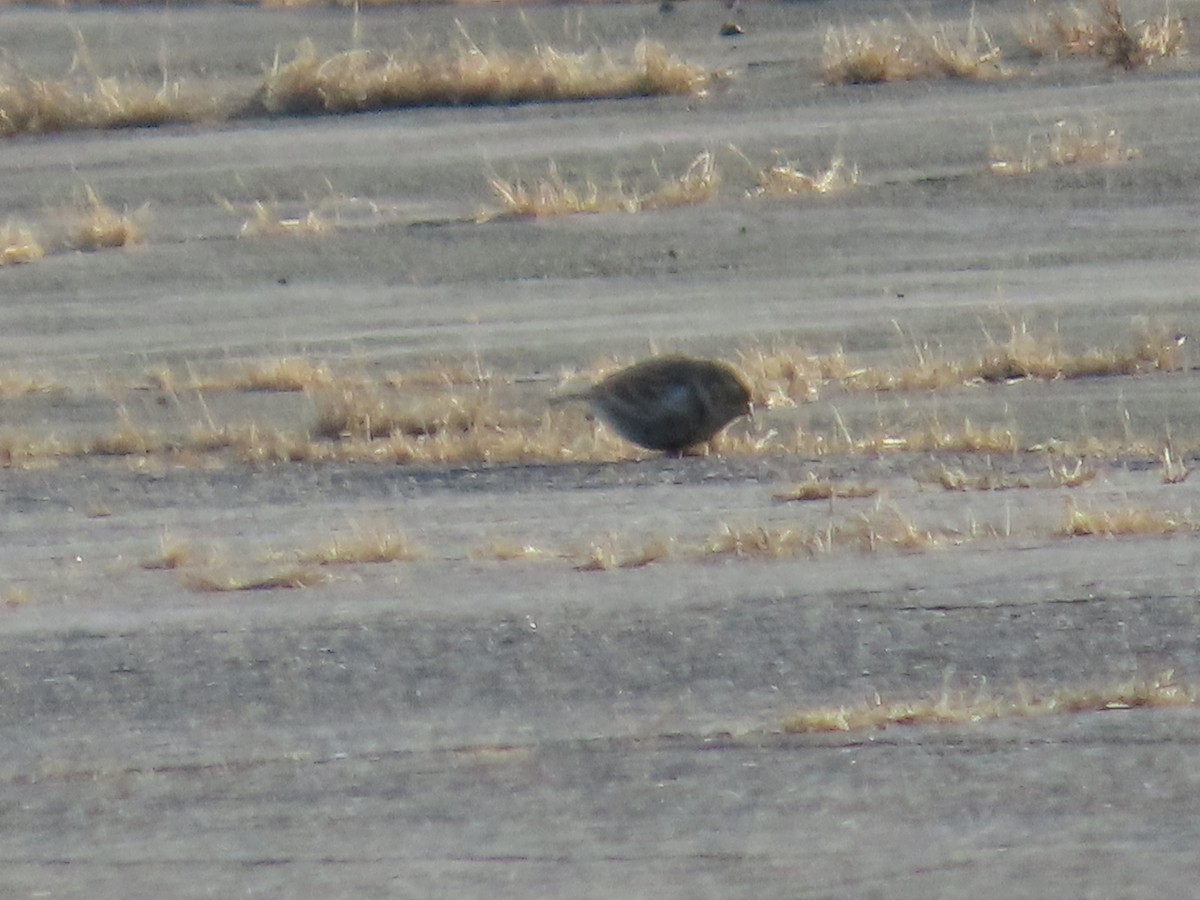 Chestnut-collared Longspur - ML646609529