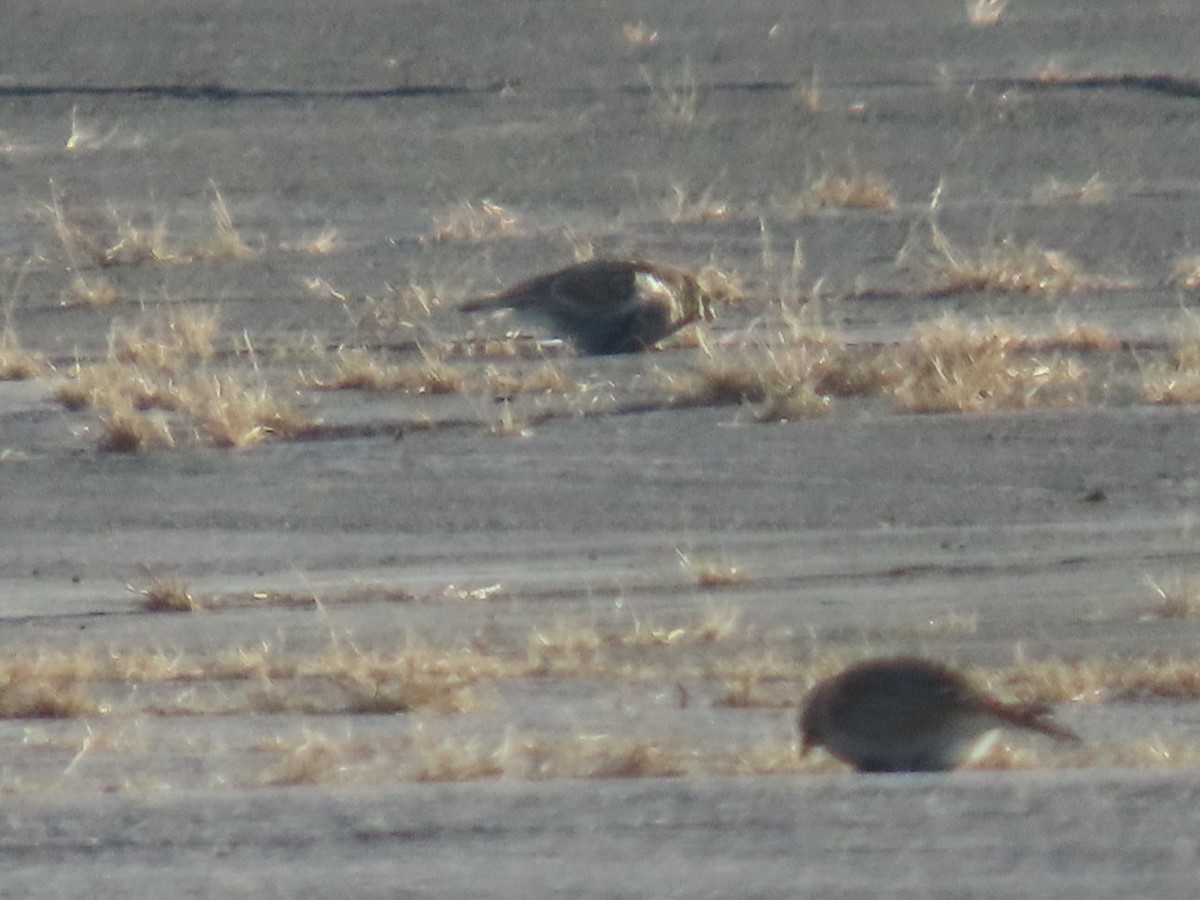 Chestnut-collared Longspur - ML646609531