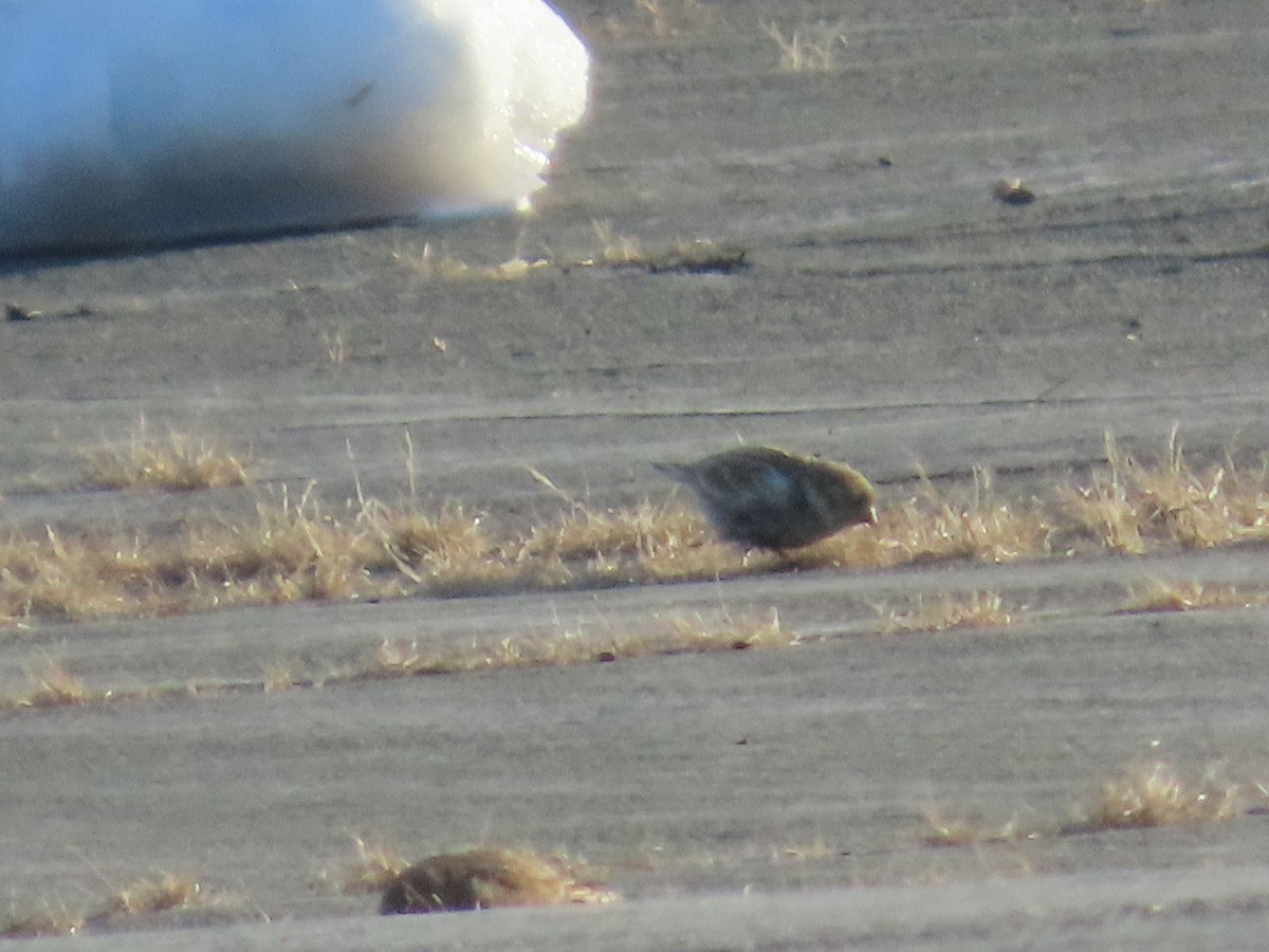 Chestnut-collared Longspur - ML646609533
