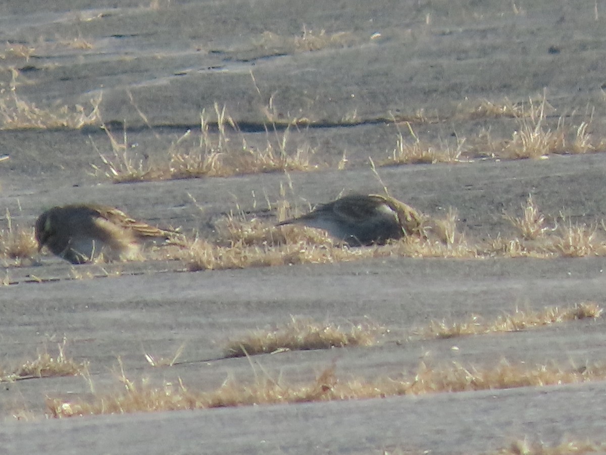 Chestnut-collared Longspur - ML646609534