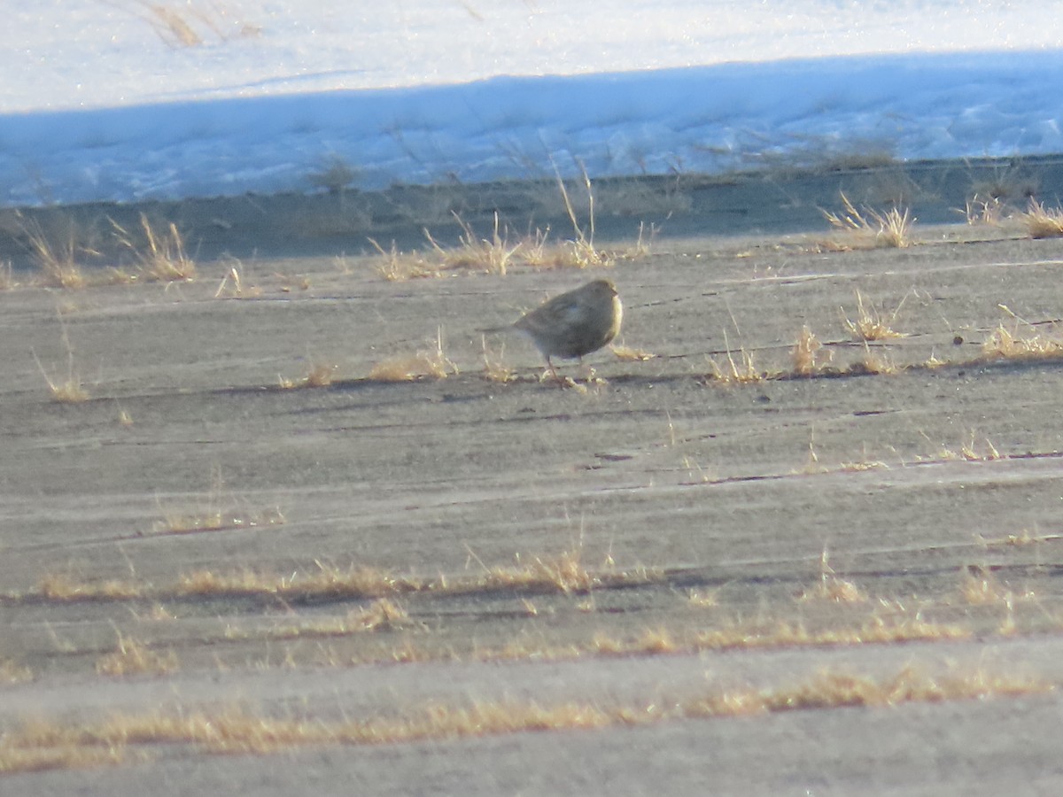 Chestnut-collared Longspur - ML646609535