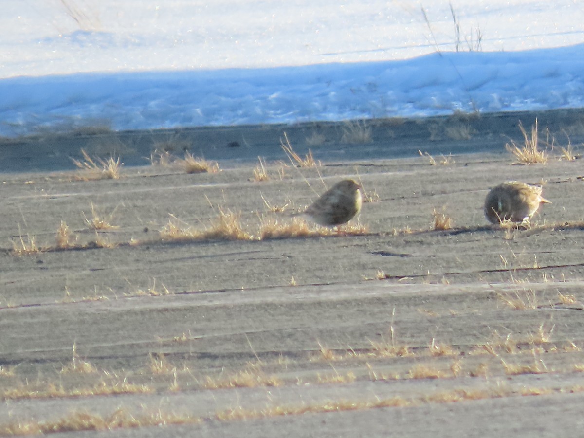 Chestnut-collared Longspur - ML646609536