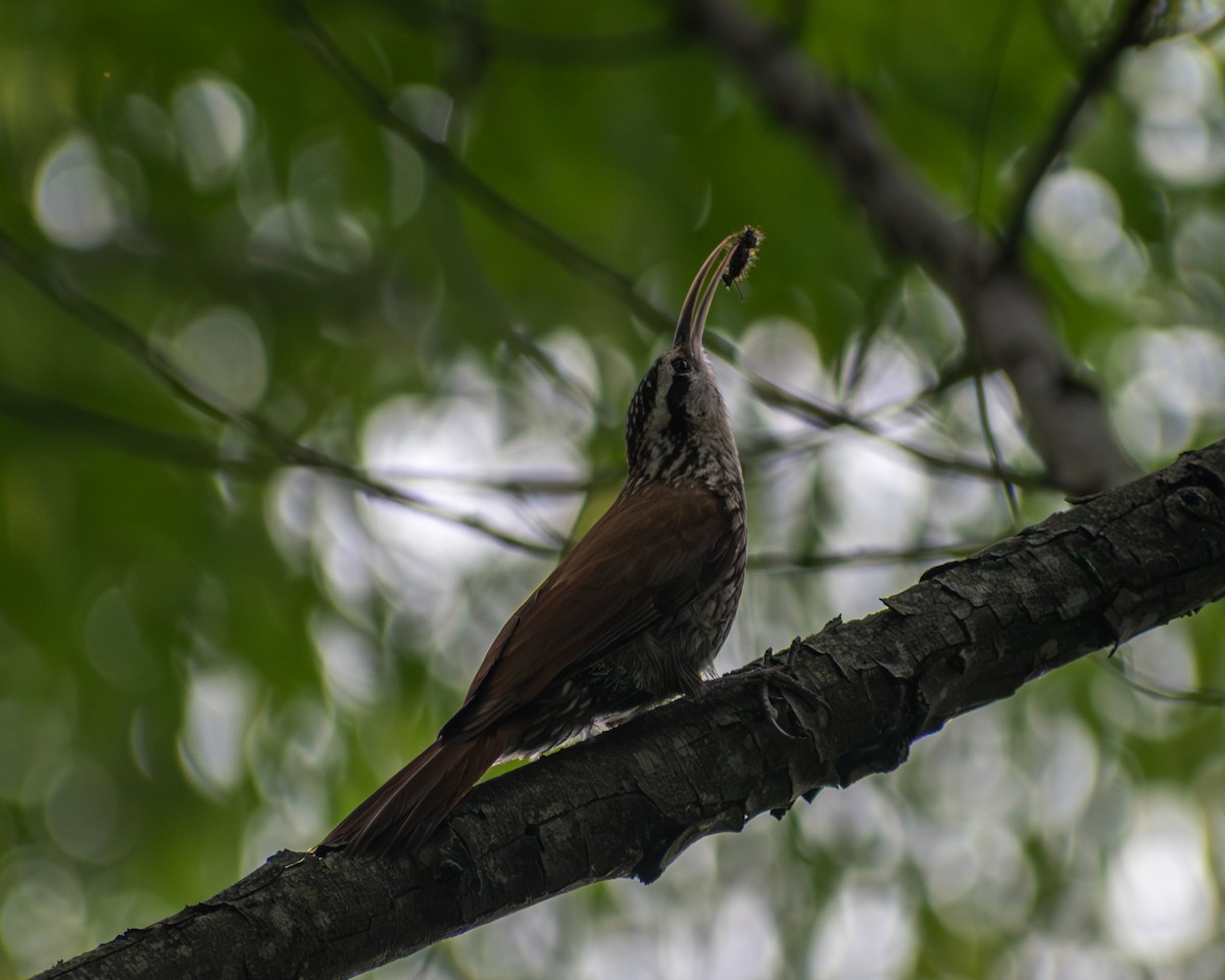 Narrow-billed Woodcreeper - ML646609541