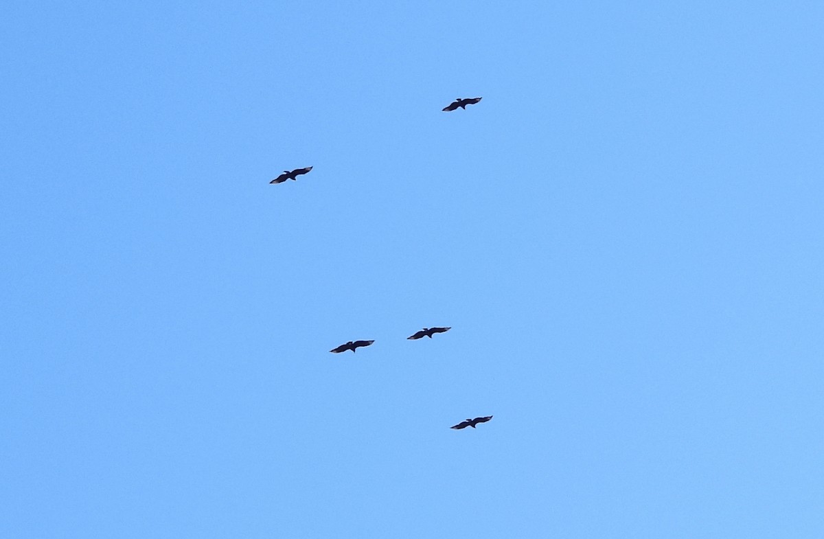 Чёрная катарта - ML646609546