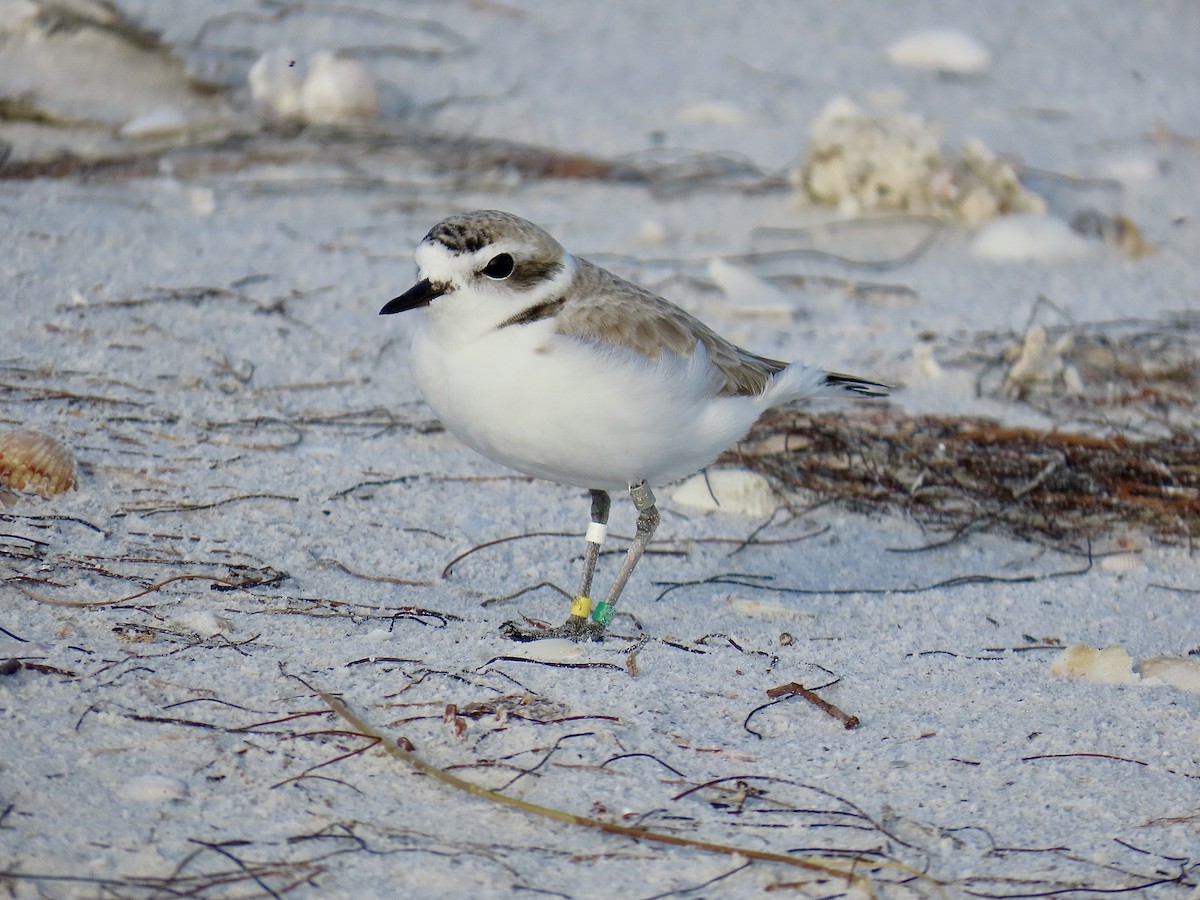 kulík západní (ssp. nivosus) - ML646609549