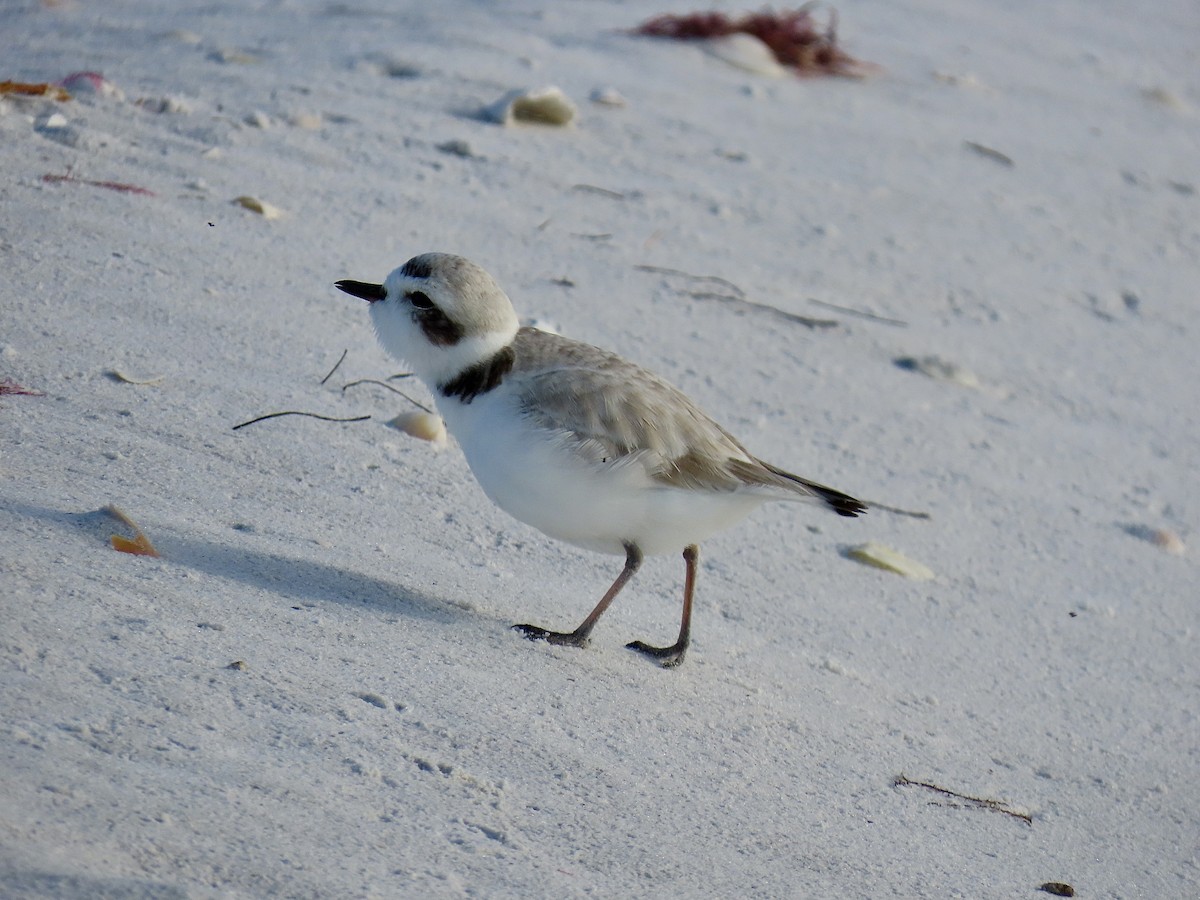 kulík západní (ssp. nivosus) - ML646609550