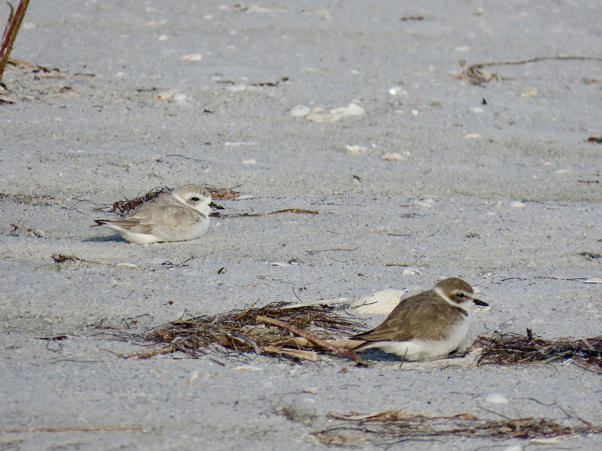 kulík západní (ssp. nivosus) - ML646609551
